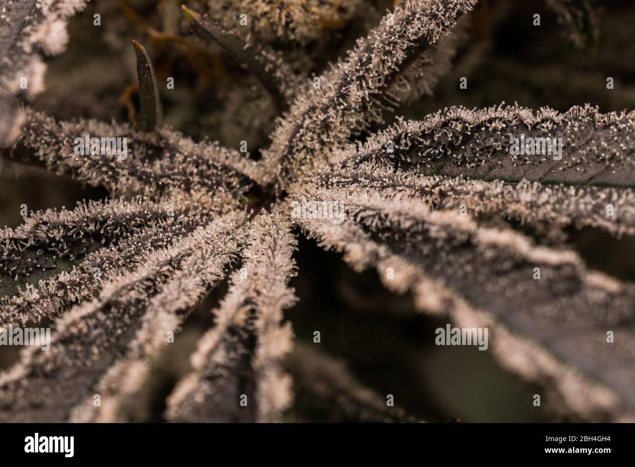 Nahaufnahme von hochwertigem Cannabisblatt, das sich der Erntezeit nähert Stockfoto