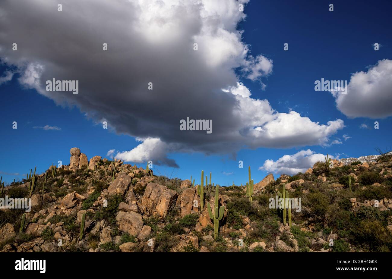 Die schneebedeckten Santa Catalina Mountains bieten eine Kulisse für die Felsgärten in den Ausläufern des Coronado National Forest, Sonoran Desert, Ca Stockfoto
