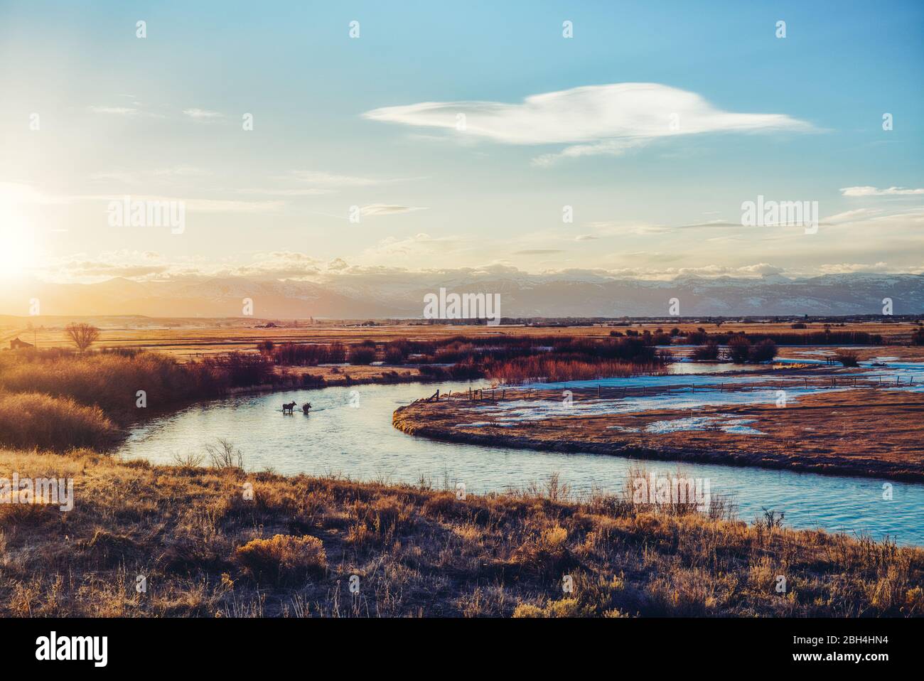 Zwei Elche, eine Kuh und ein Kalb, überqueren bei Sonnenaufgang gemeinsam einen Fluss durch eine unberührte westliche Landschaft. Stockfoto