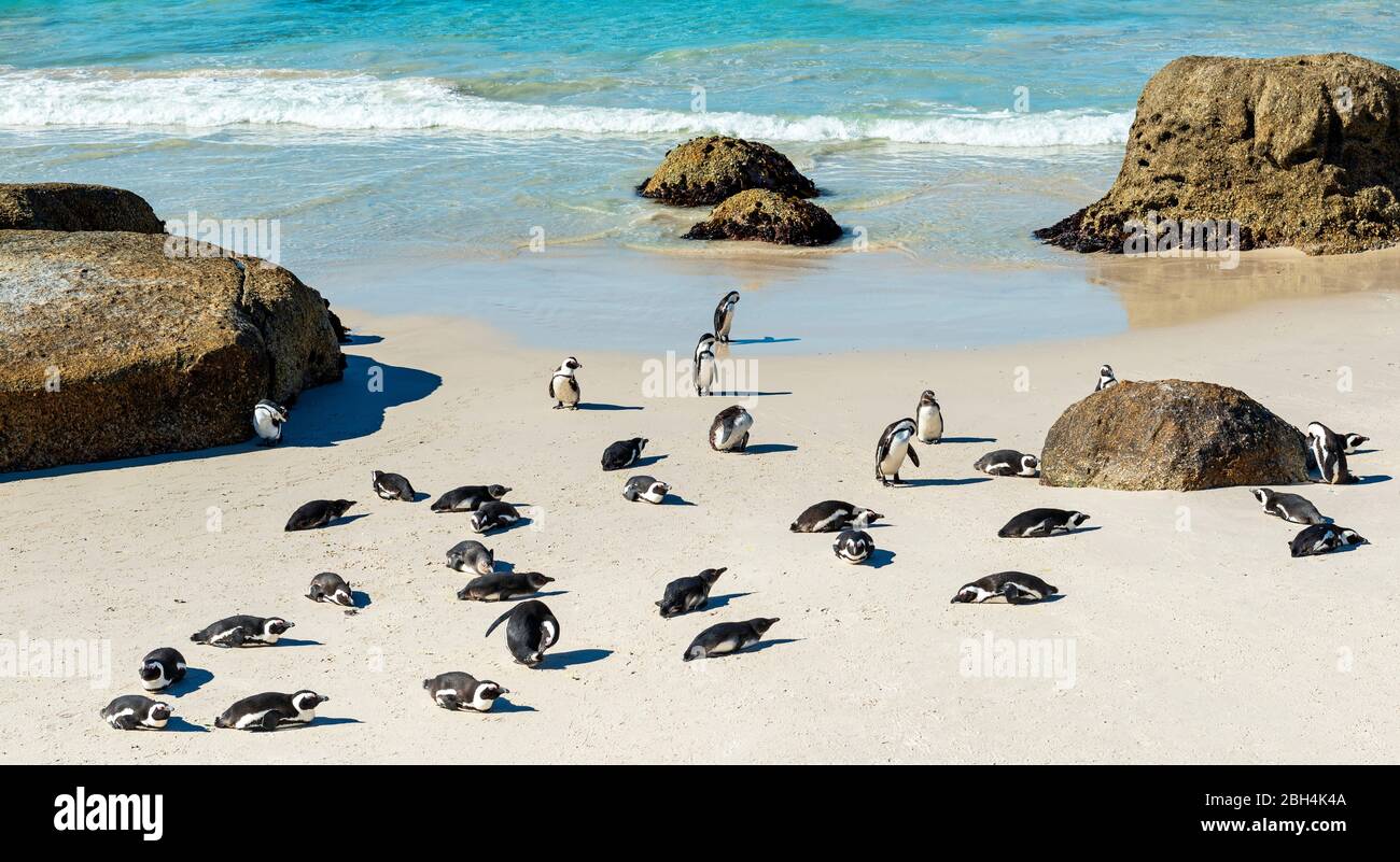 Felsbrocken und Afrikanische oder Jackass Pinguine (Spheniscus Demersus) am berühmten Boulder Beach in der Nähe von Kapstadt, Südafrika. Stockfoto