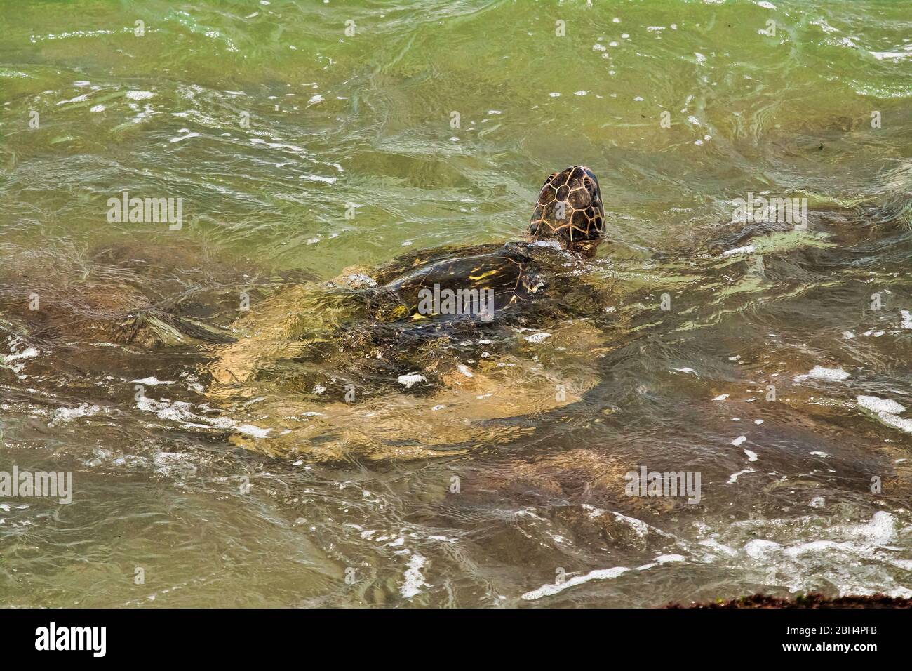 Grüne Meeresschildkröte schwimmend zwischen den Felsen in der Nähe der Küste auf der Suche nach Nahrung. Stockfoto