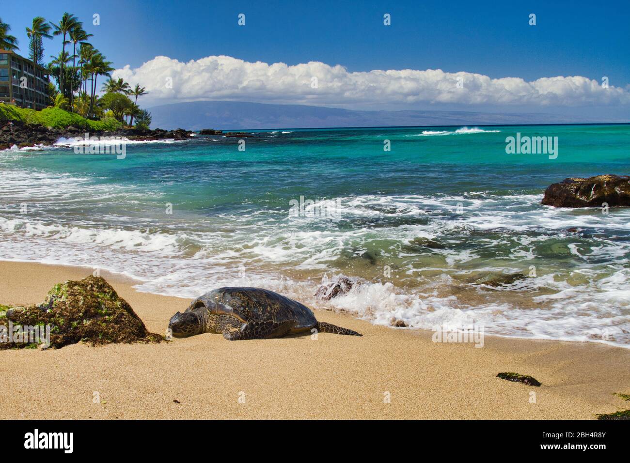 Große grüne Meeresschildkröte, die sich am Sandstrand auf Maui ausruhen. Stockfoto