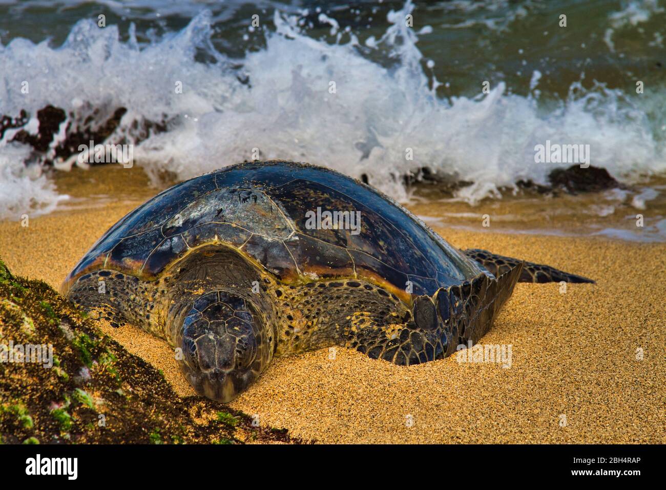 Große grüne Meeresschildkröte, die sich am Sandstrand auf Maui ausruhen. Stockfoto