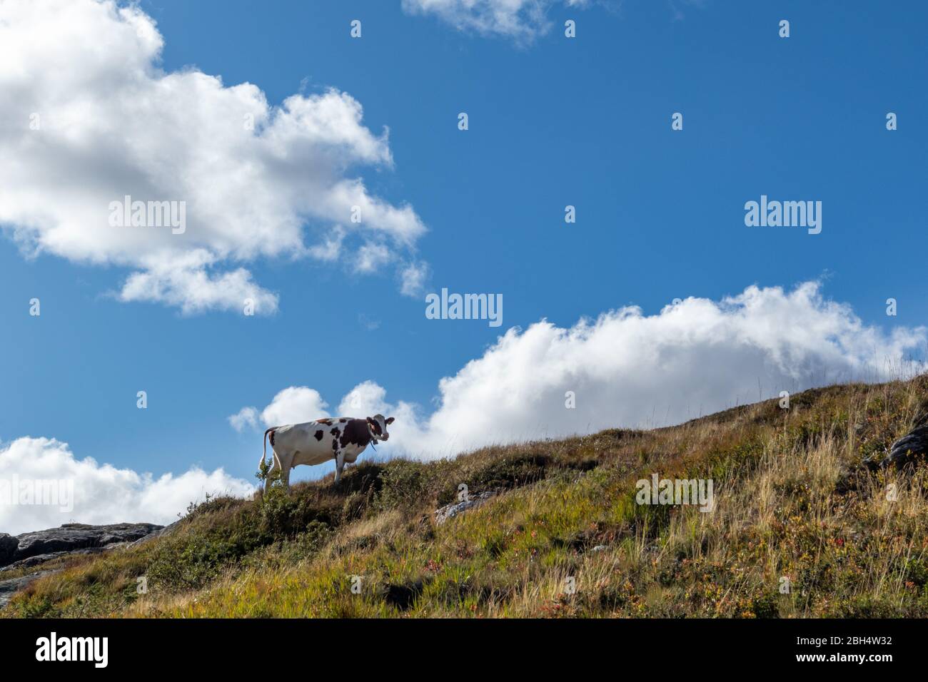 Kuh auf norwegischem Hügel Horizont zu Fuß. Malerische Silhouette auf blauem Himmel mit Wolken, wilde Herbstberge Weide. Norwegen landwirtschaftlich freie Landschaft Stockfoto