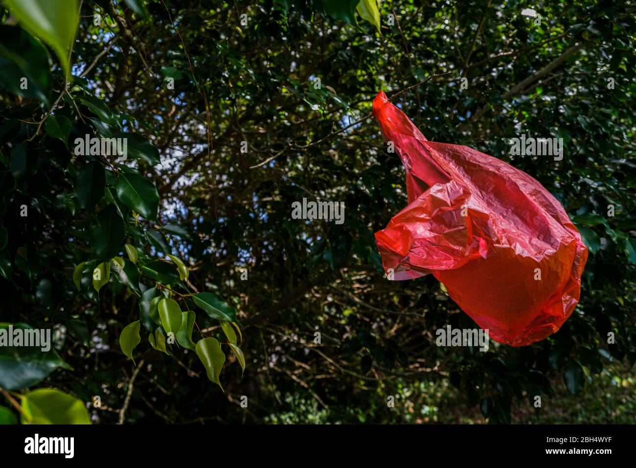 Rote Plastiktüte im Baum Stockfoto