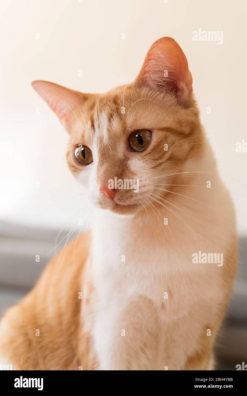 Ingwer und weiße Katze Stockfoto