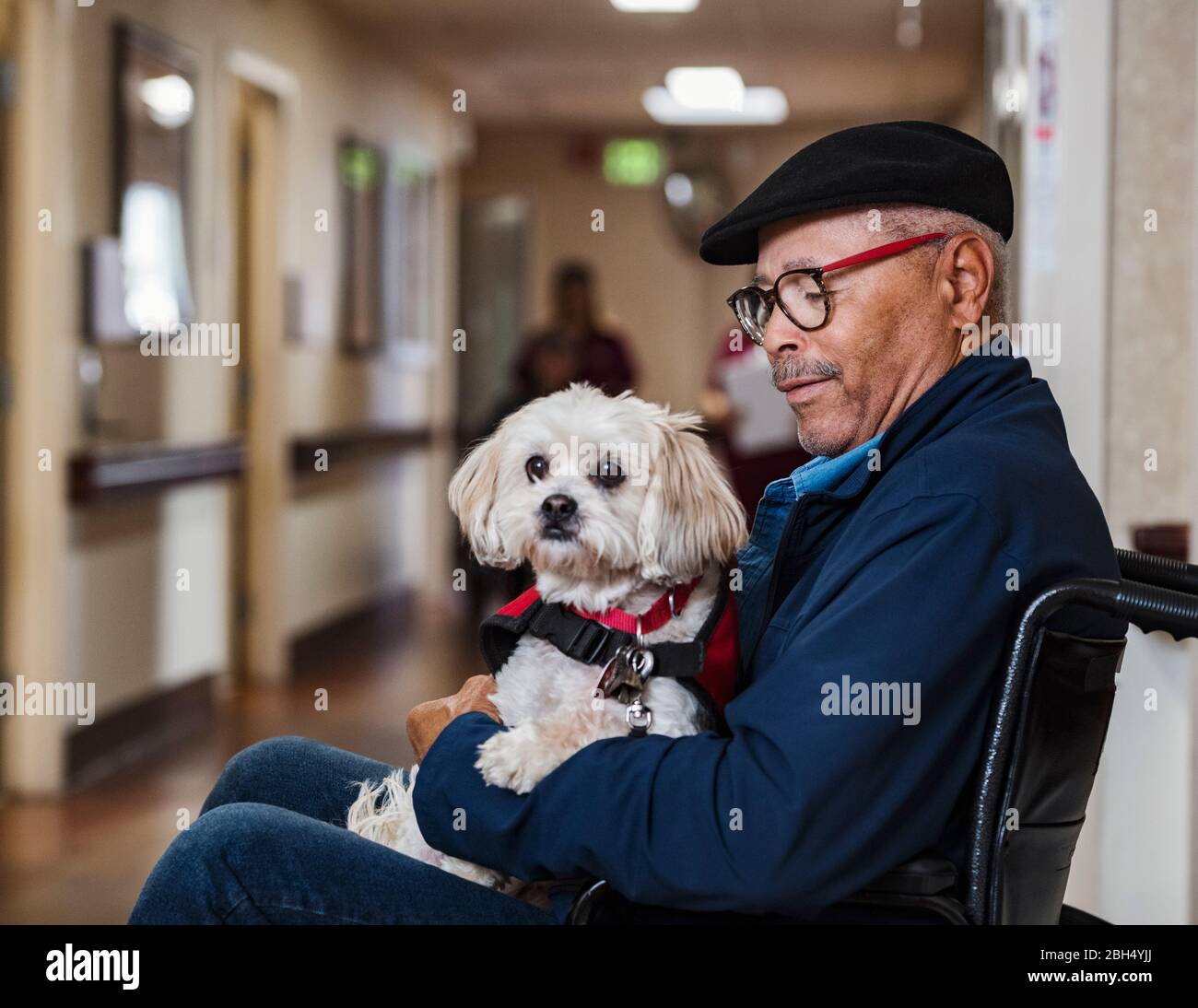 Älterer Mann, der Hund im Rollstuhl hält Stockfoto