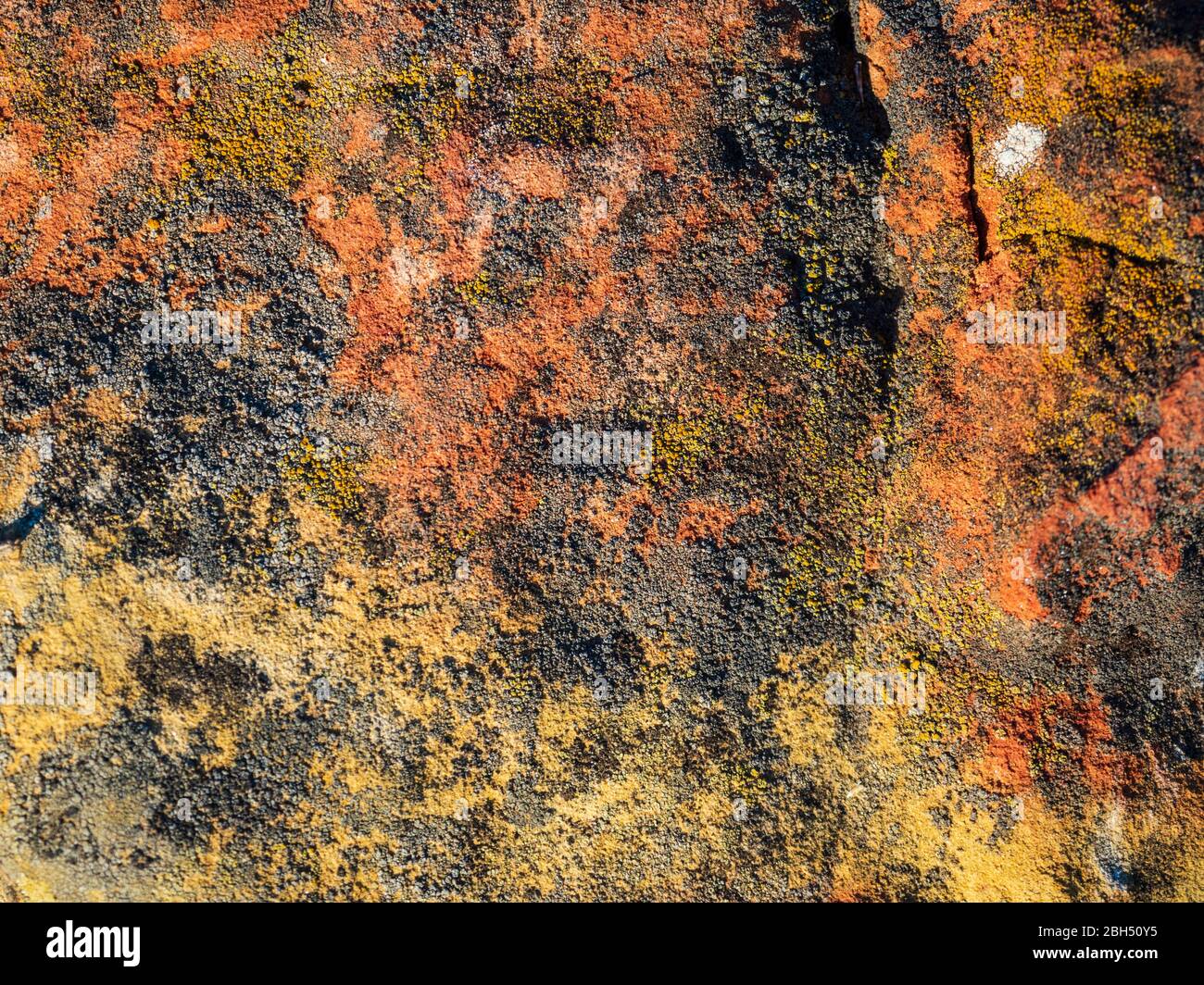 Flechten auf Felsen Stockfoto