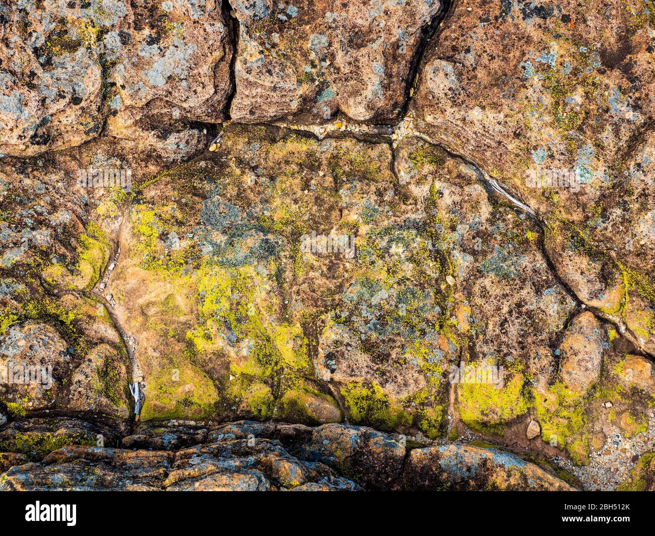 Flechten auf Felsen Stockfoto