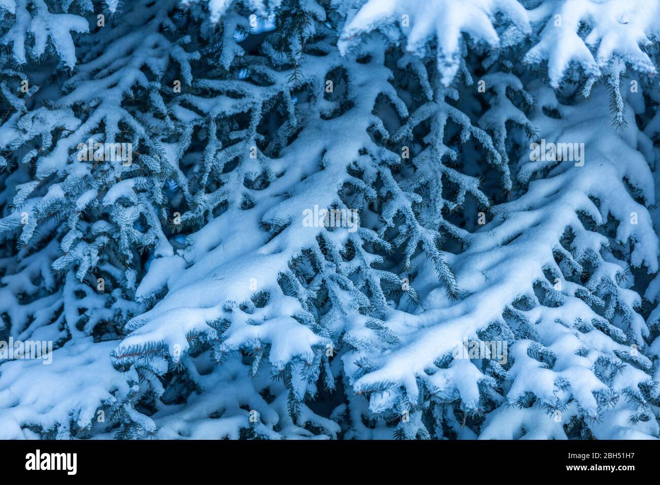 Schnee auf Kiefernästen Stockfoto