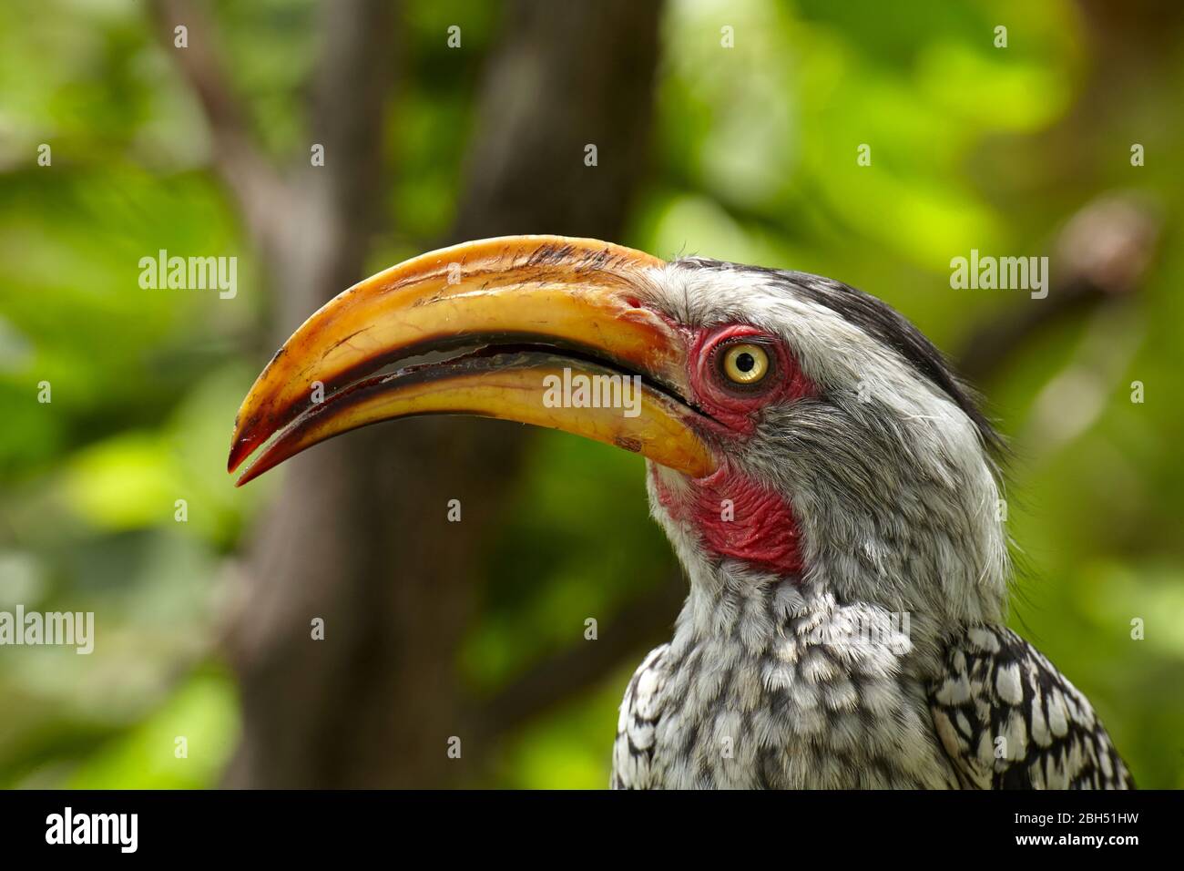 Südgelber Hornbill (Tockus leucomelas), Moremi Game Reserve, Botswana, Afrika Stockfoto