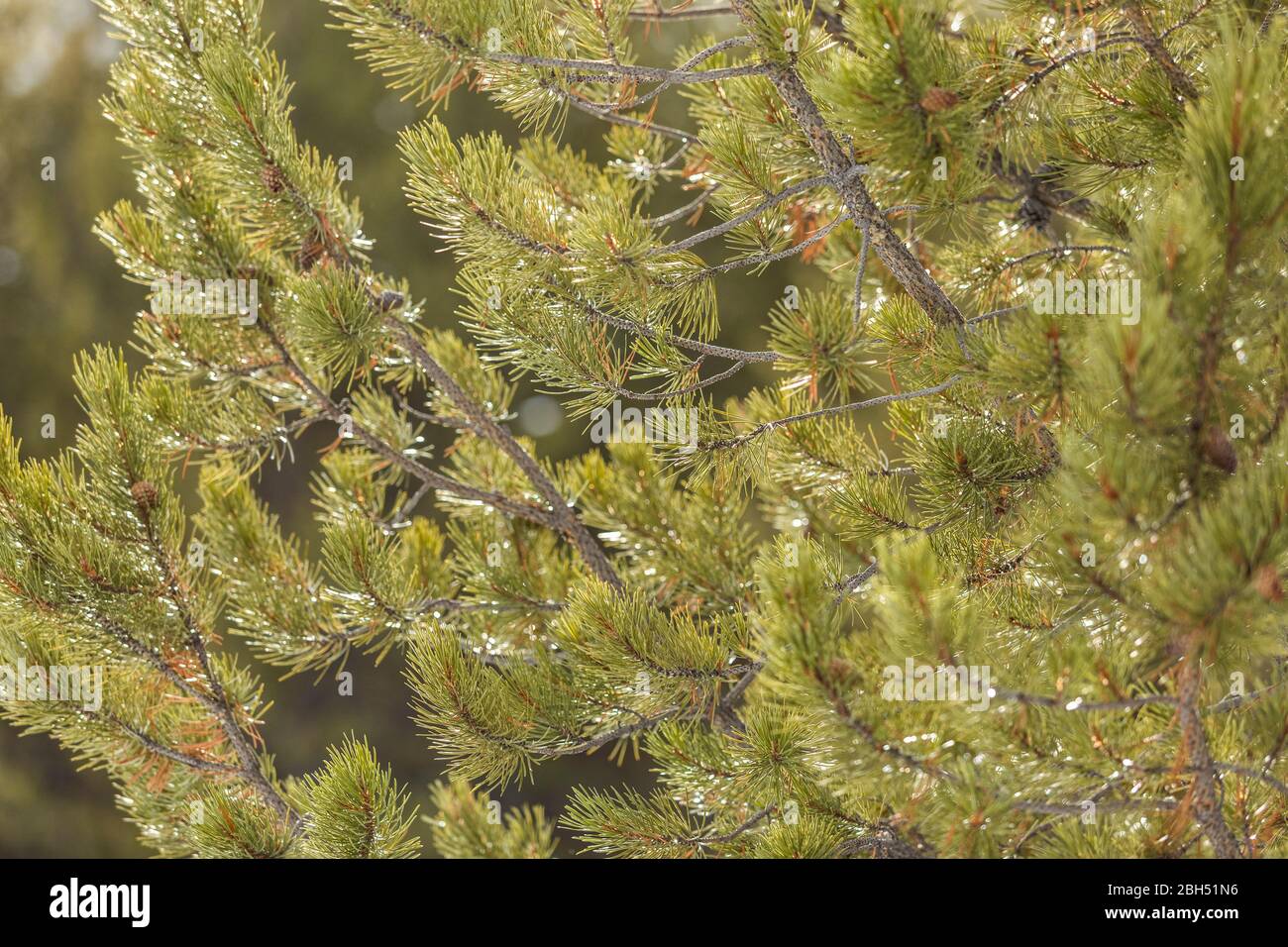 Äste auf Fichte Stockfoto