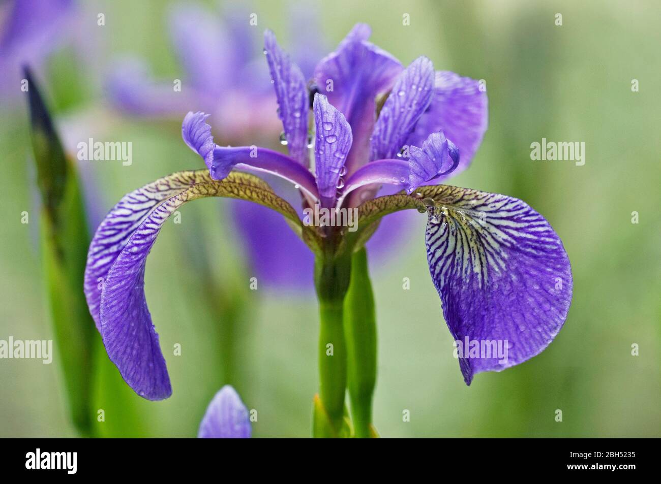 Blaue fahne Fotos und Bildmaterial in hoher Auflösung Alamy
