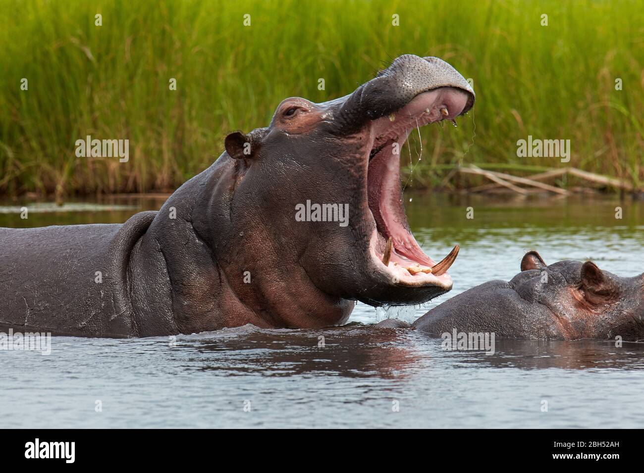 Hippopotamus (Hippopotamus amphibius), Chobe River, Chobe National Park, Kasane, Botswana, Afrika Stockfoto