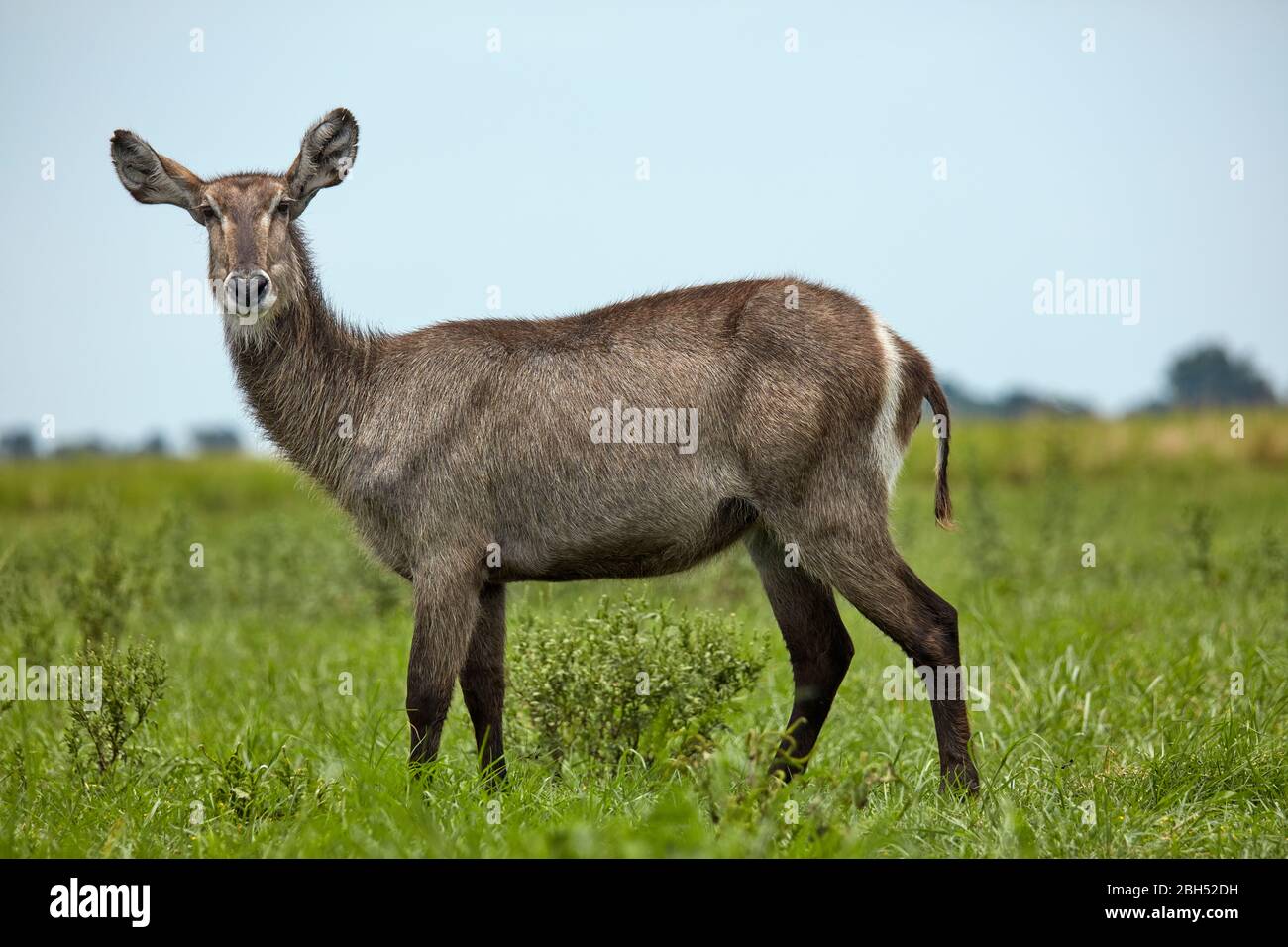 Waterbuck (Kobus ellipsiprymnus), am Chobe River, Chobe National Park, Kasane, Botswana, Afrika Stockfoto