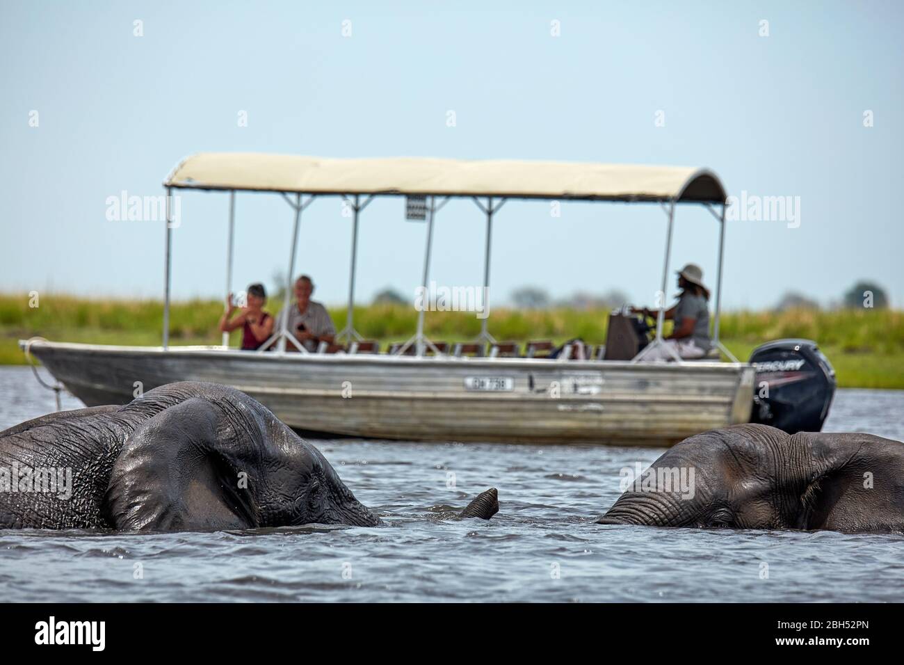 Afrikanische Elefanten (Loxodonta africana) und Ausflugsboot, Chobe River, Chobe National Park, Botswana, Afrika Stockfoto