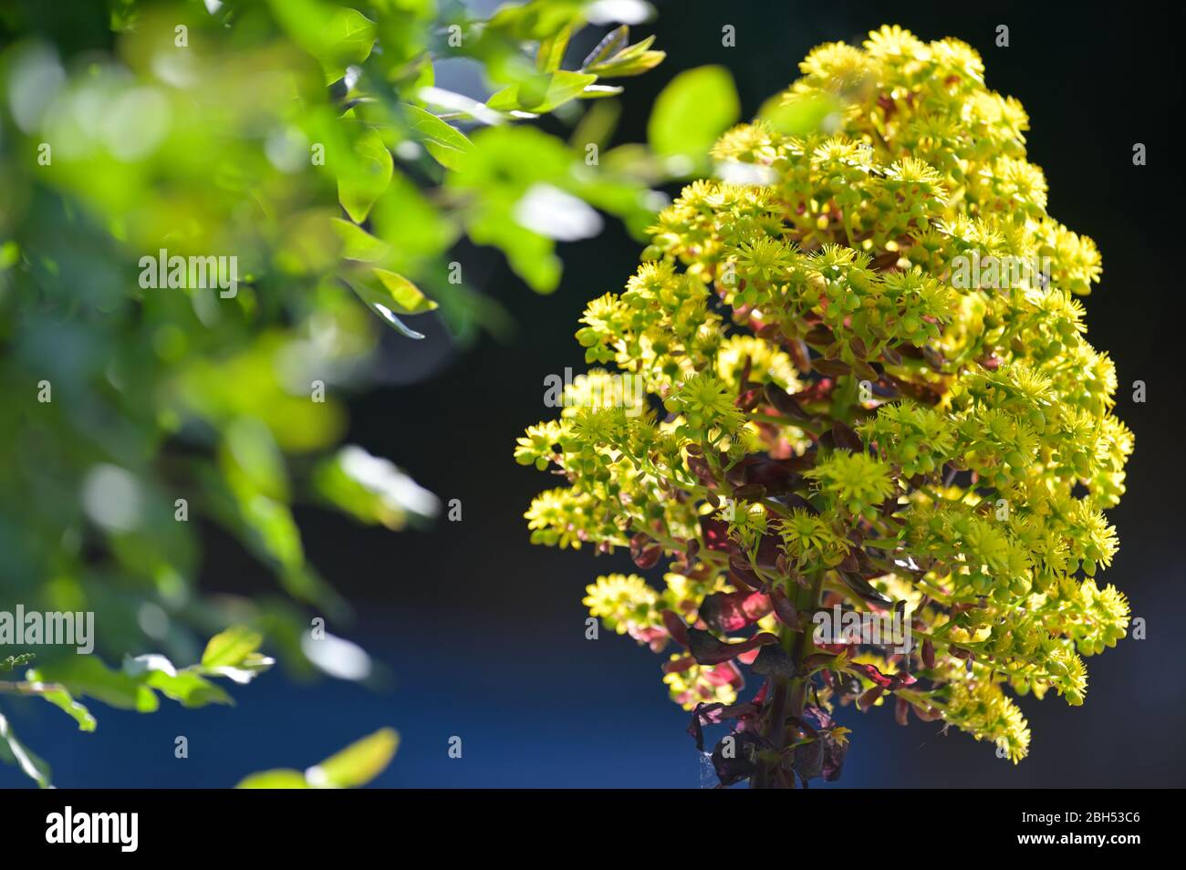 Der gelbe Infloreszenz des Äoniumarboreum "Zwartkop" ('Schwartzkopf') Stockfoto