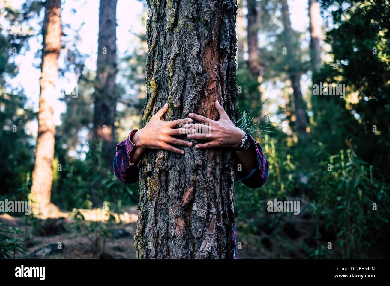 Mann umarmt Baum im Wald Stockfoto