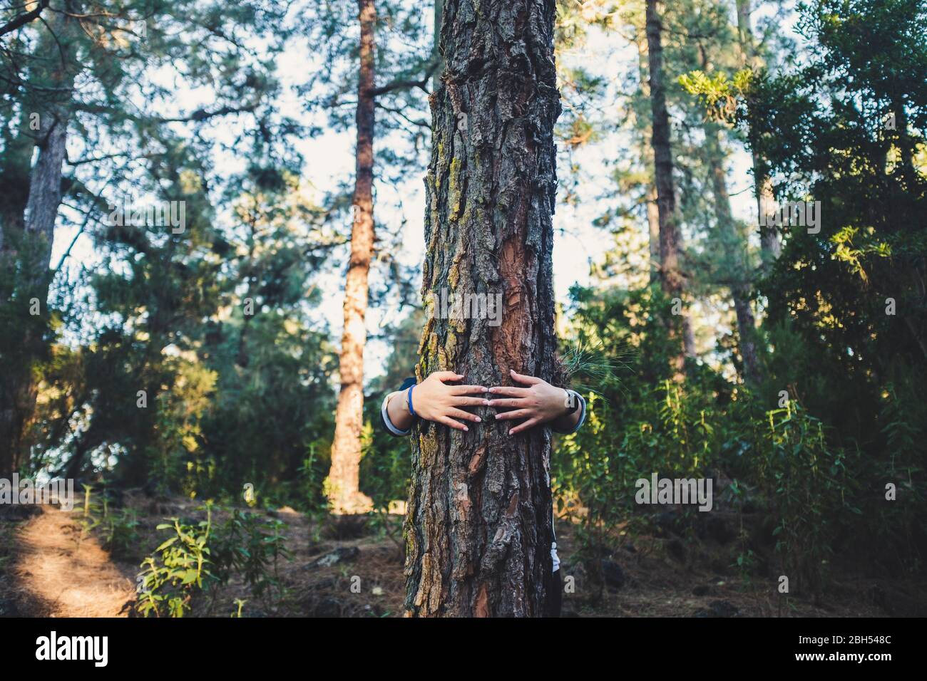 Mann umarmt Baum im Wald Stockfoto