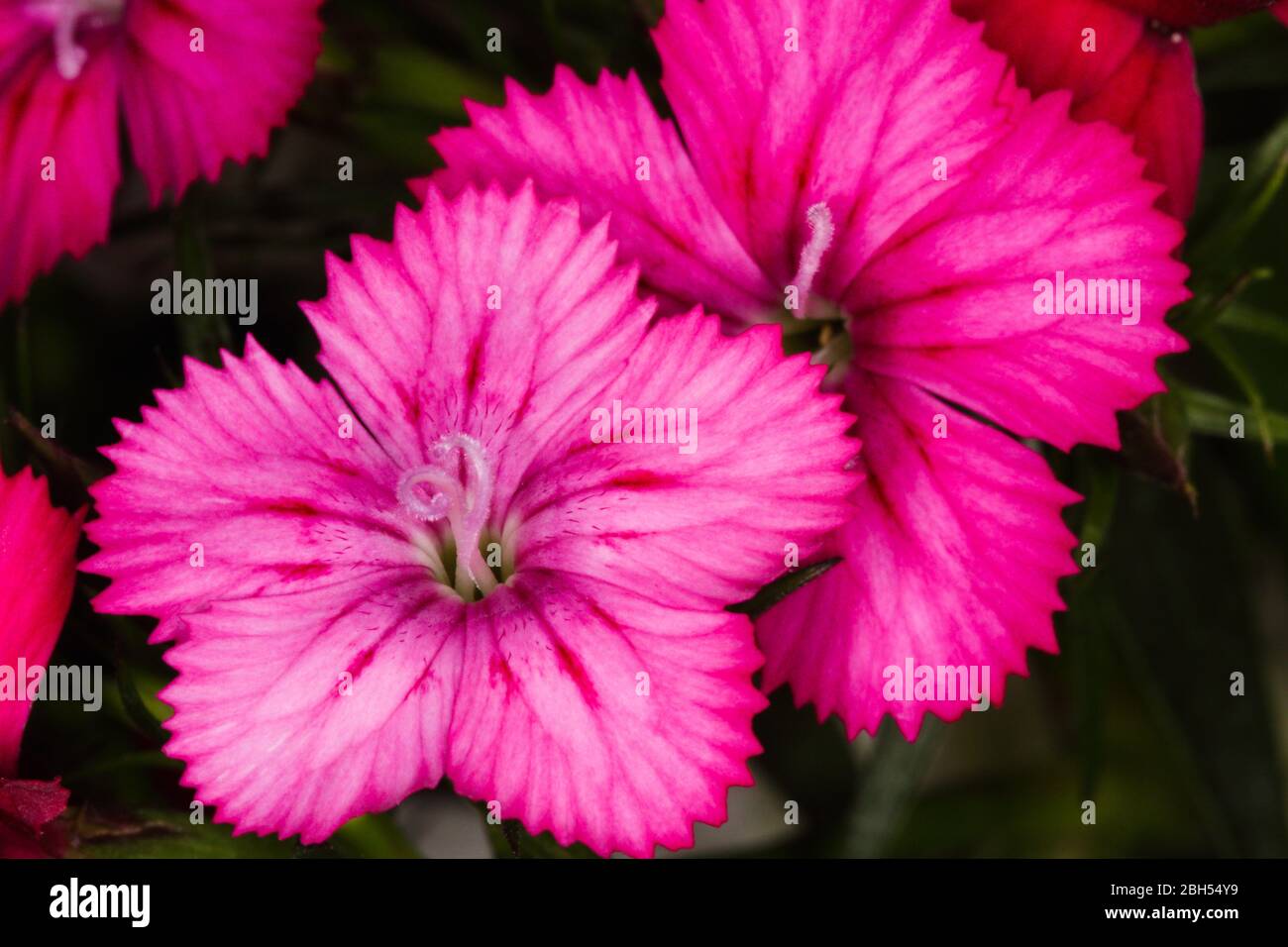 Rosafarbene Blütenköpfe der Mädchen (Dianthus deltoides) Stockfoto