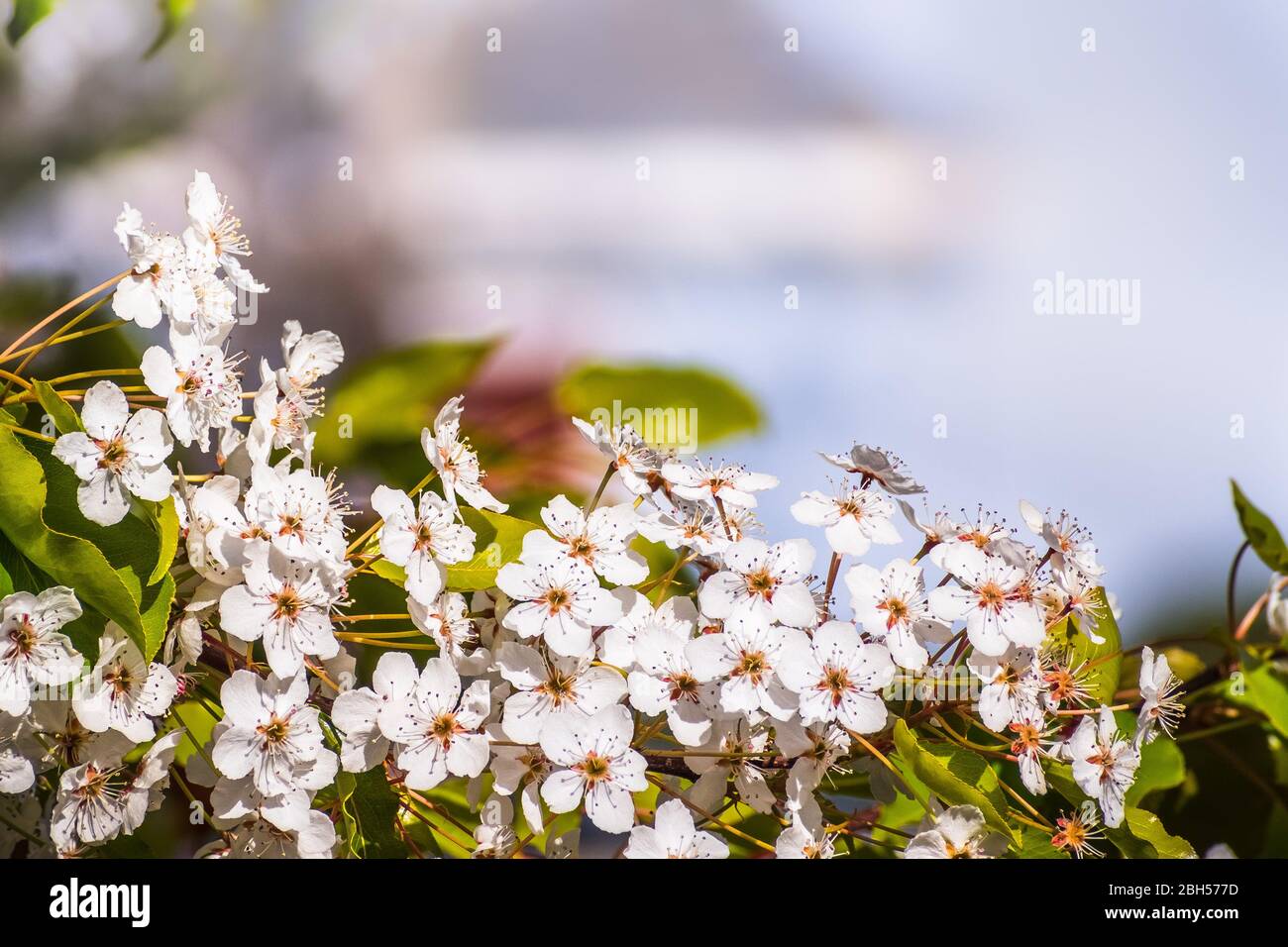Nahaufnahme von Blütenbüscheln, die im Frühling auf einem Fruchtbaumzweig in Kalifornien blühen; Kopierraum auf der oberen Seite Stockfoto