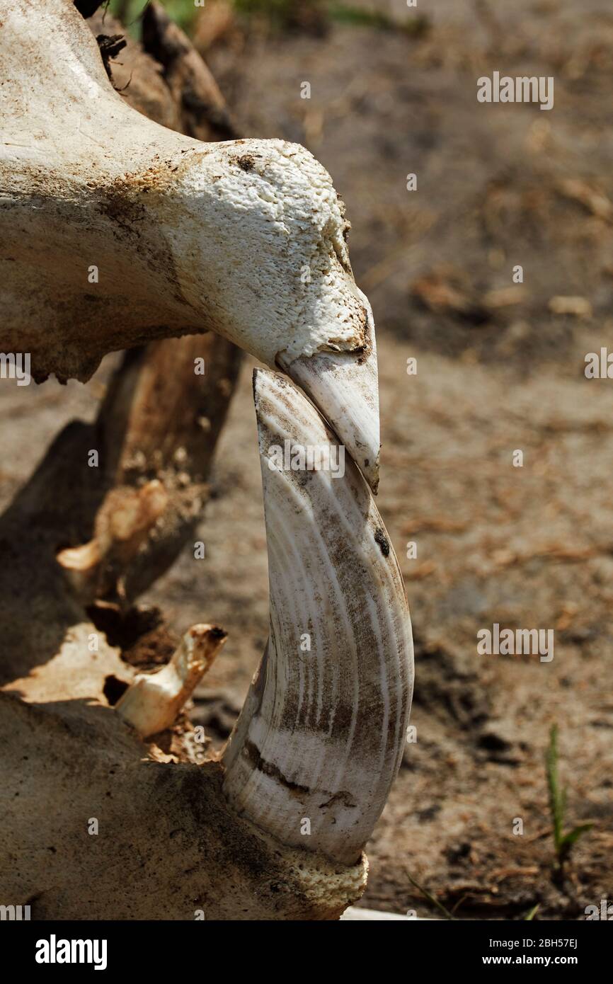 Tusk im Nilpferd-Schädel, Okavango Delta, Botswana, Afrika Stockfoto