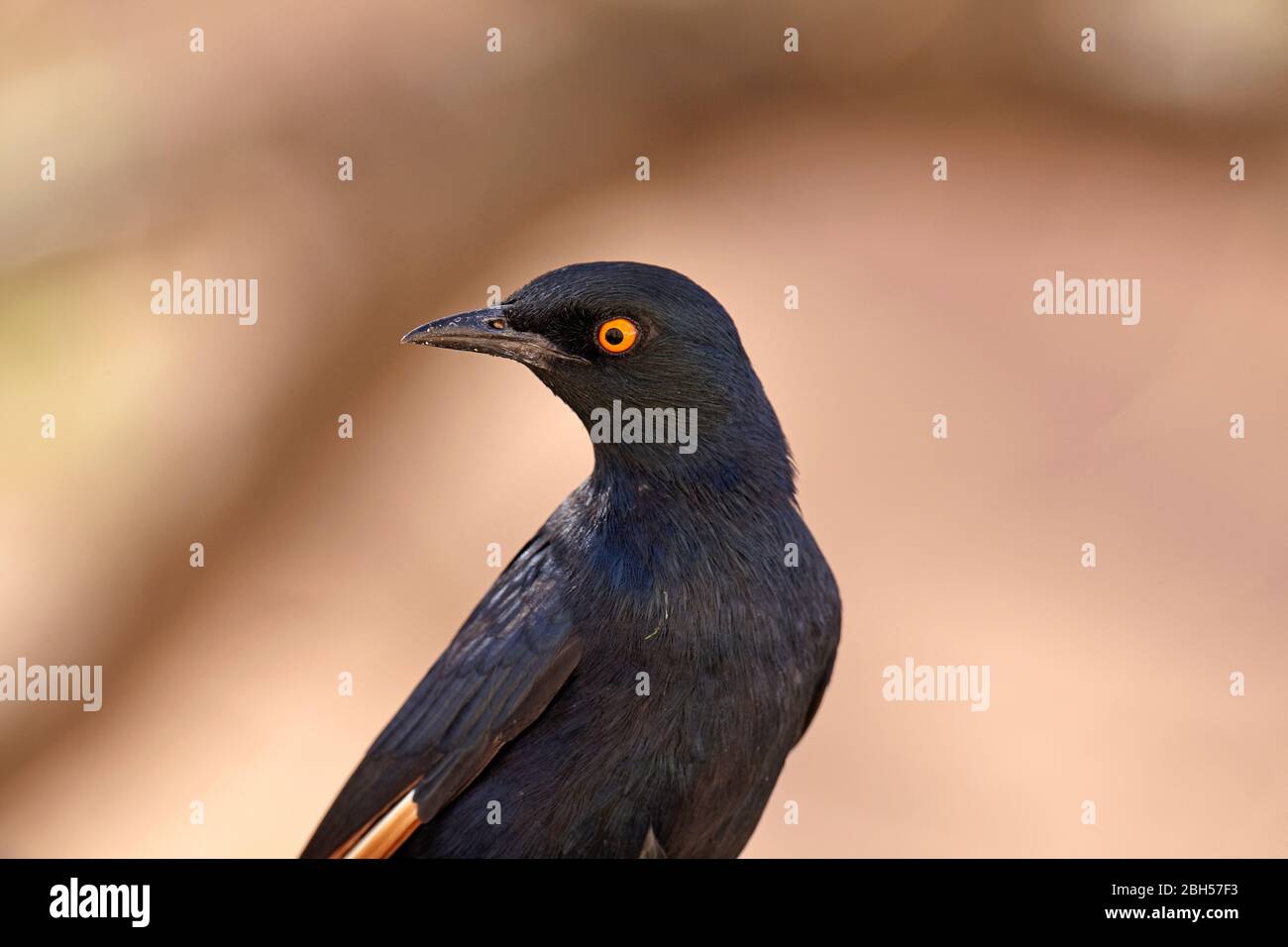 Blassflügeliger Star (Onychognathus nabouroup), Moremi Game Reserve, Botswana, Afrika Stockfoto