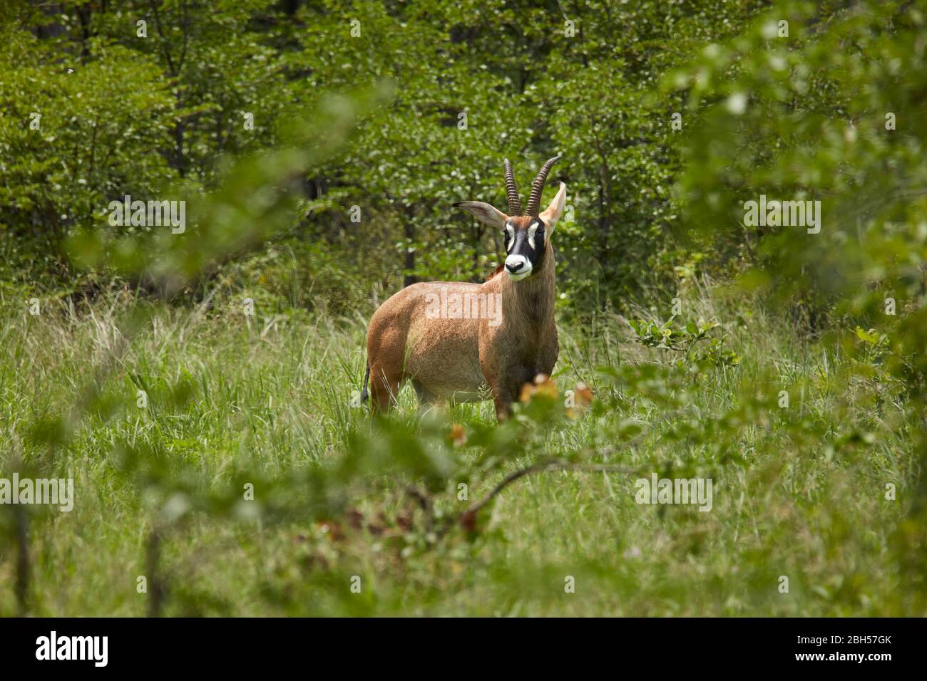 Roan Antilope (Hippotragus equinus), Moremi Game Reserve, Botswana, Afrika Stockfoto