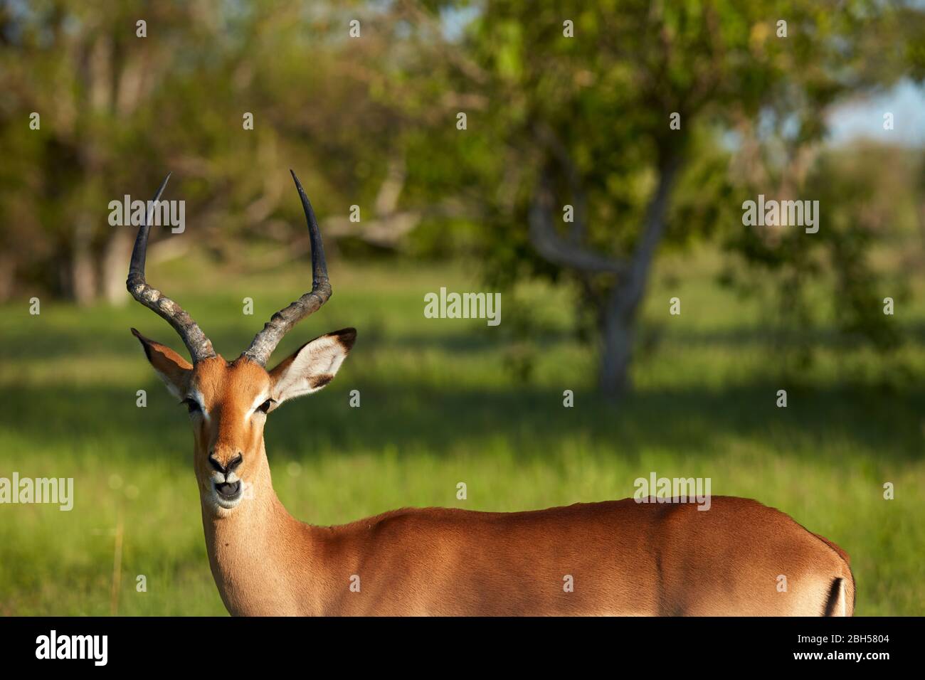 Impala (Aepyceros melampus melampus), Moremi Game Reserve, Botswana, Afrika Stockfoto