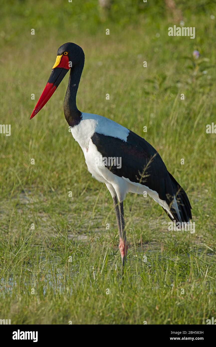 Sattelschnabelstorch (Ephippiorhynchus senegalensis), Moremi Game Reserve, Botswana, Afrika Stockfoto