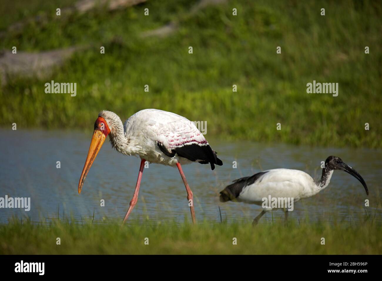 Gelbschnabelstorch (Mycteria Ibis) und Heiliger Ibis (Threskiornis aethiopicus), Moremi Game Reserve, Botswana, Afrika Stockfoto