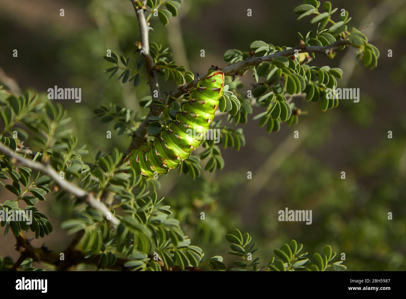 Marmorierte Kaiser Caterpillar, Ghanzi, Botswana, AfricaGhanzi, Botswana, Afrika Stockfoto
