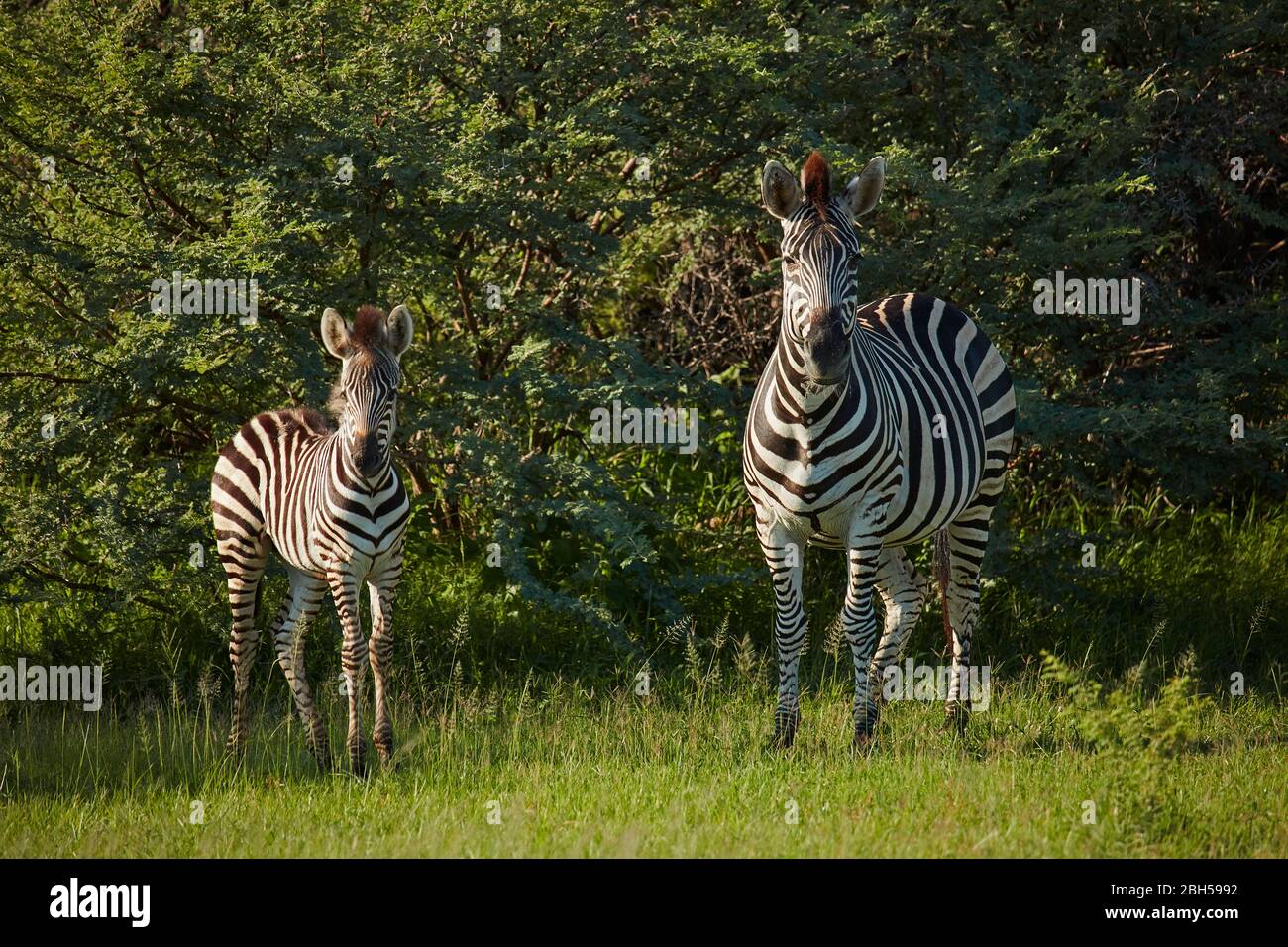 Zebra, Moremi Game Reserve, Botswana, Afrika Stockfoto