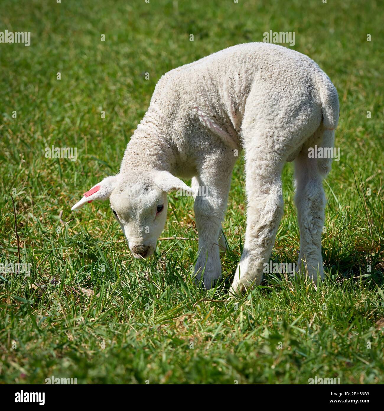 Junge Schafe auf einer Wiese im Frühjahr Stockfoto