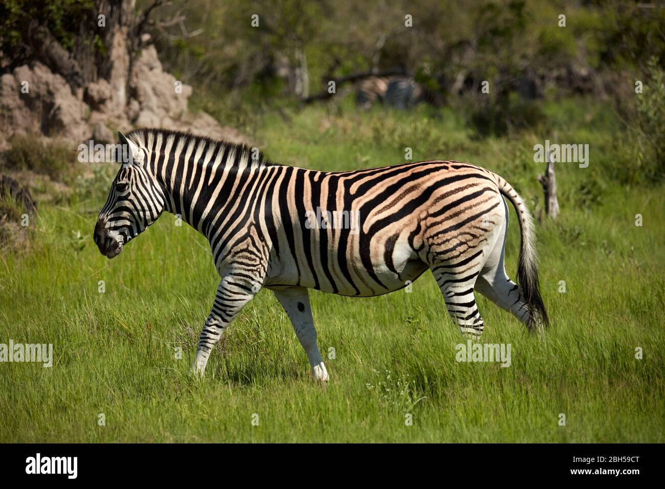 Zebra, Moremi Game Reserve, Botswana, Afrika Stockfoto