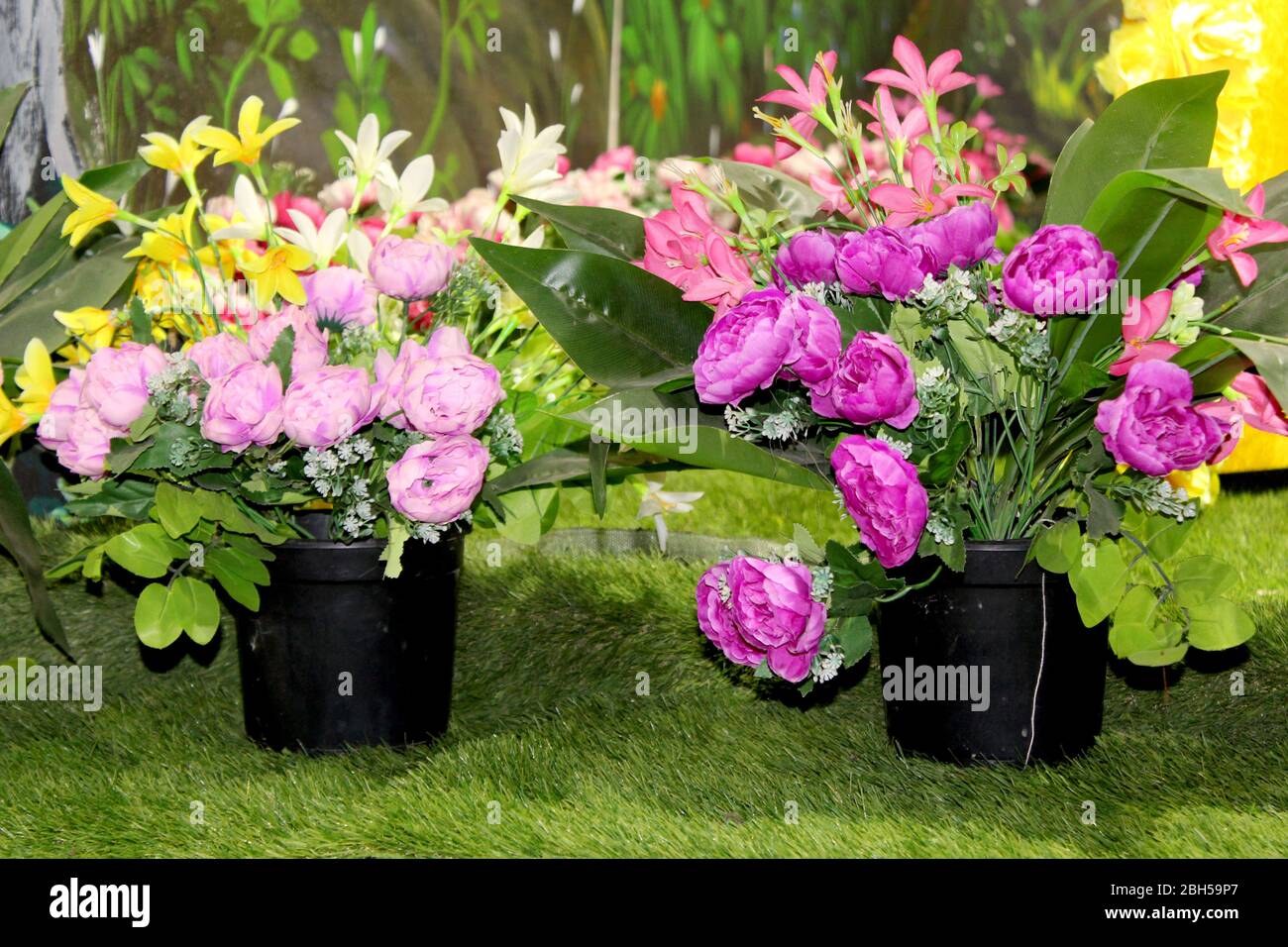 Schöne dekorative rosa Rose Blume Pflanze in schwarzen Topf Stockfoto