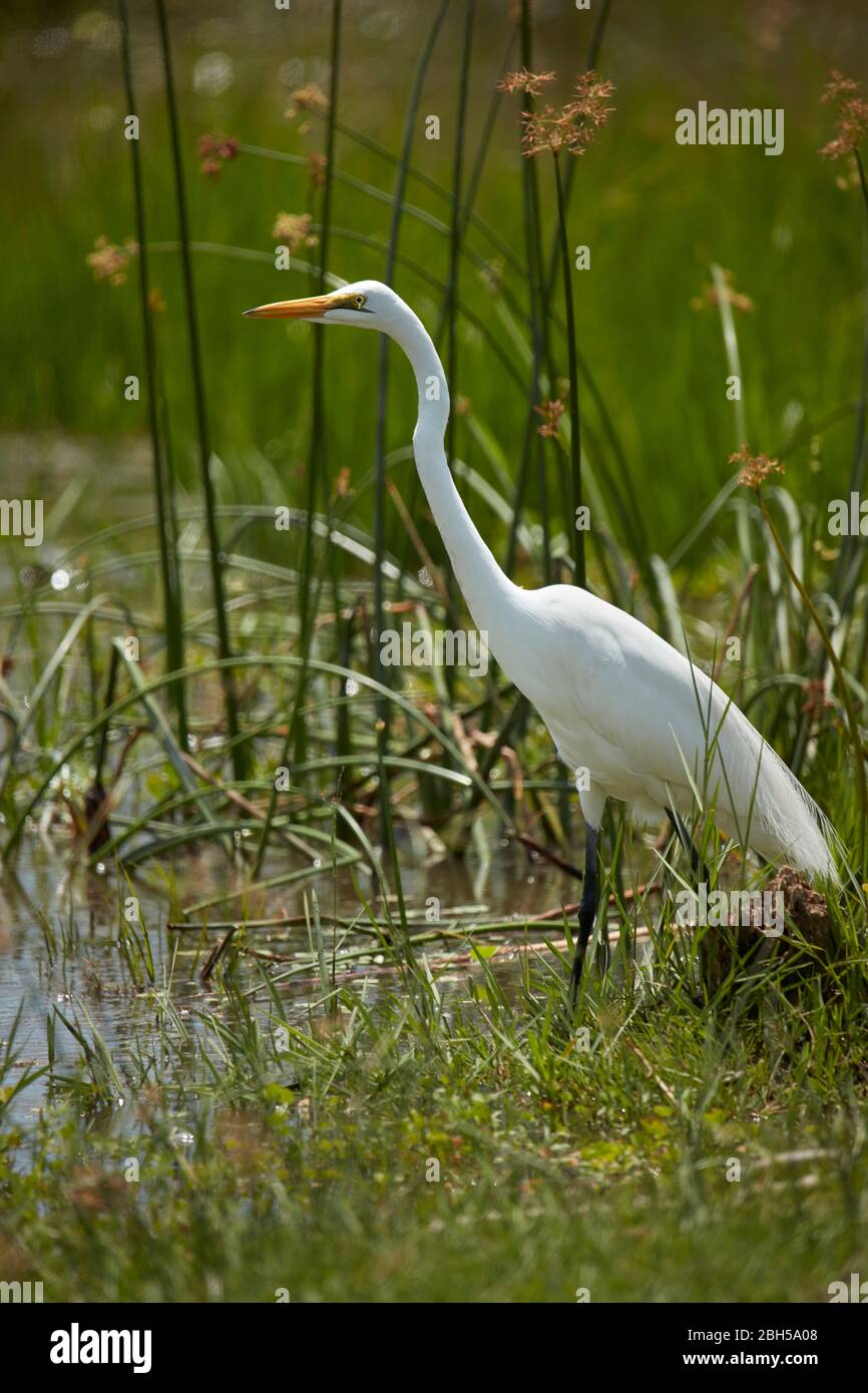 Großreiher (Ardea alba), Moremi Game Reserve, Botswana, Afrika Stockfoto