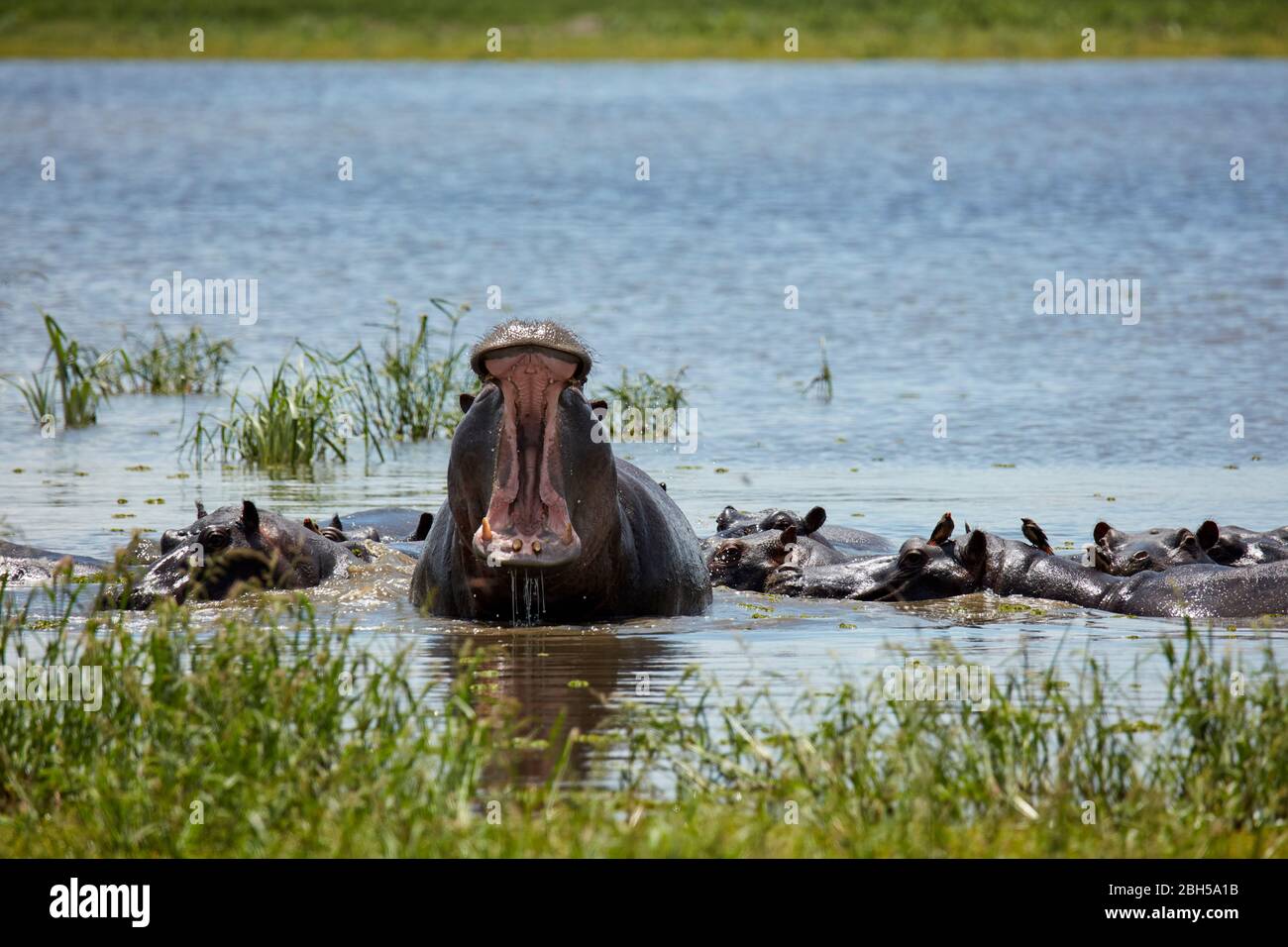 Hippo Yawning, Hippo Pools, Moremi Game Reserve, Botswana, Afrika Stockfoto