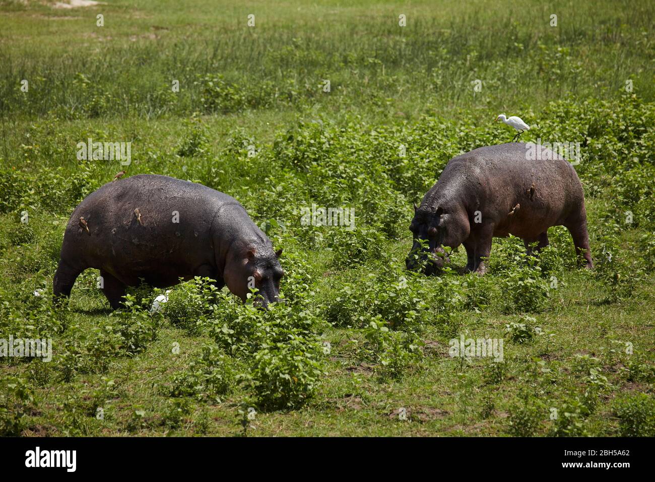Hippos, Moremi Game Reserve, Botswana, Afrika Stockfoto