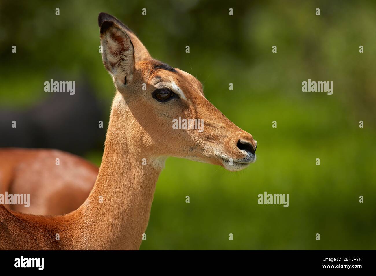 Weiblicher Impala (Aepyceros melampus melampus), Moremi Game Reserve, Botswana, Afrika Stockfoto