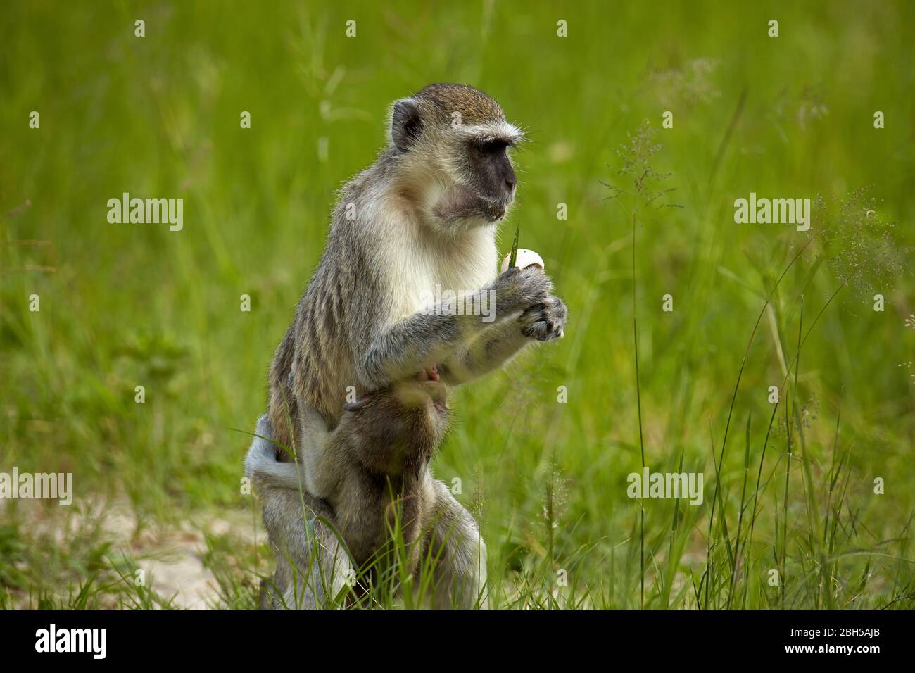 Vervet Monkey (Chlorocebus pygerythrus) und Kleinkind, Moremi Game Reserve, Botswana, Afrika Stockfoto