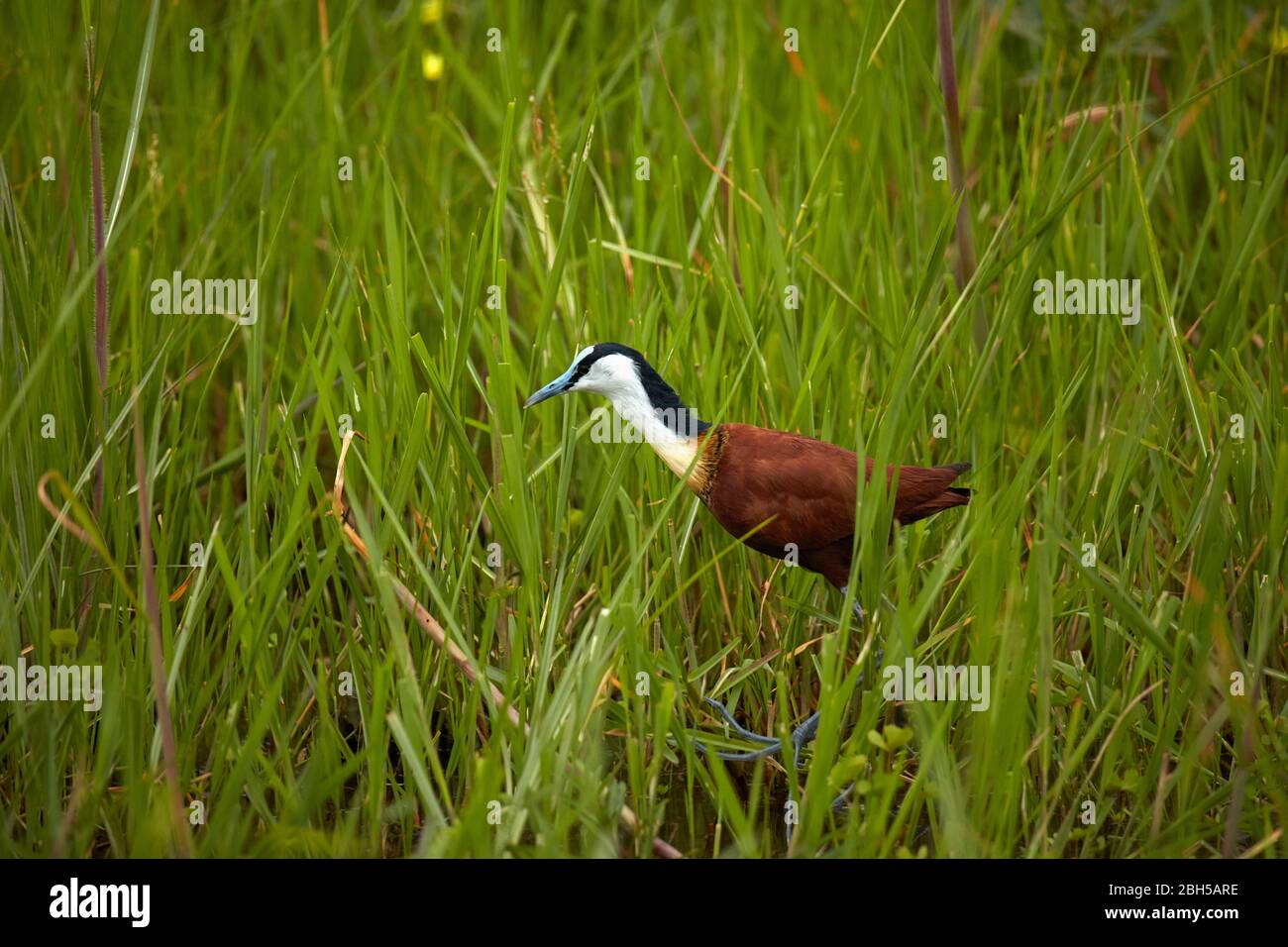 Afrikanische Jacana oder Lily Trotter (Actophilornis africanus), Okavango Delta, Botswana, Afrika Stockfoto