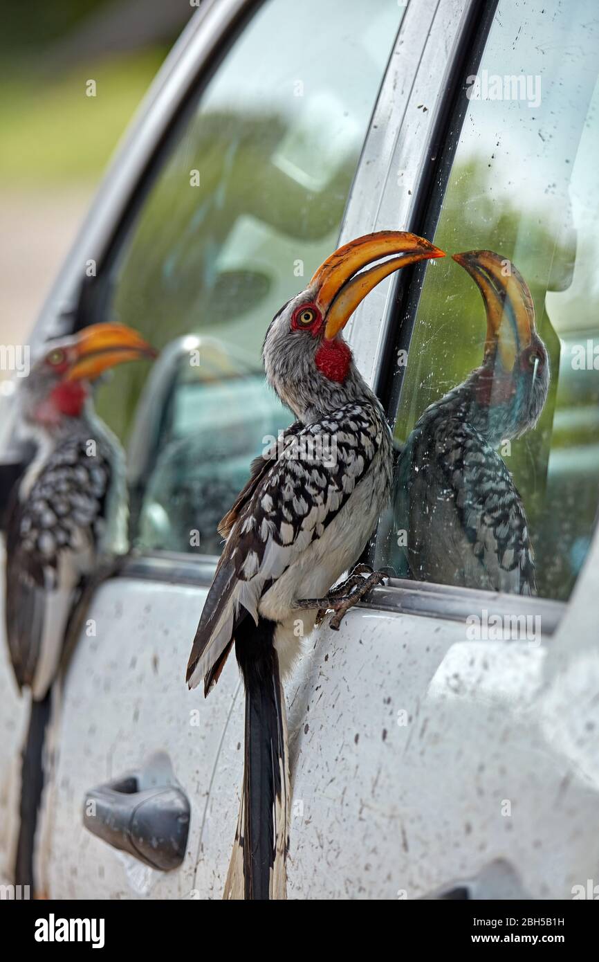 Südliche Gelbschnabelhornbill (Tockus leucomelas) zerstören Gummi auf Fahrzeug, Savuti Camptiste, Chobe National Park, Botswana, Afrika Stockfoto