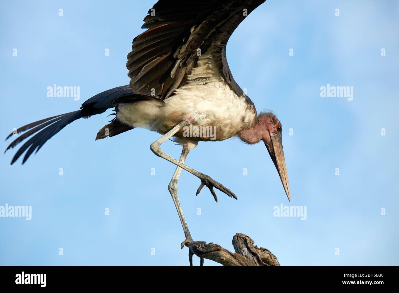 Marabou Stork (Leptoptilos creniferus), am Chobe River, Chobe National Park, Kasane, Botswana, Afrika Stockfoto