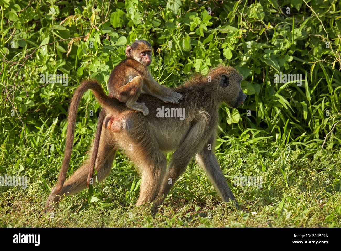 Chacma Pavian (Papio ursinus) und Kleinkind, Chobe National Park, Botswana, Afrika Stockfoto