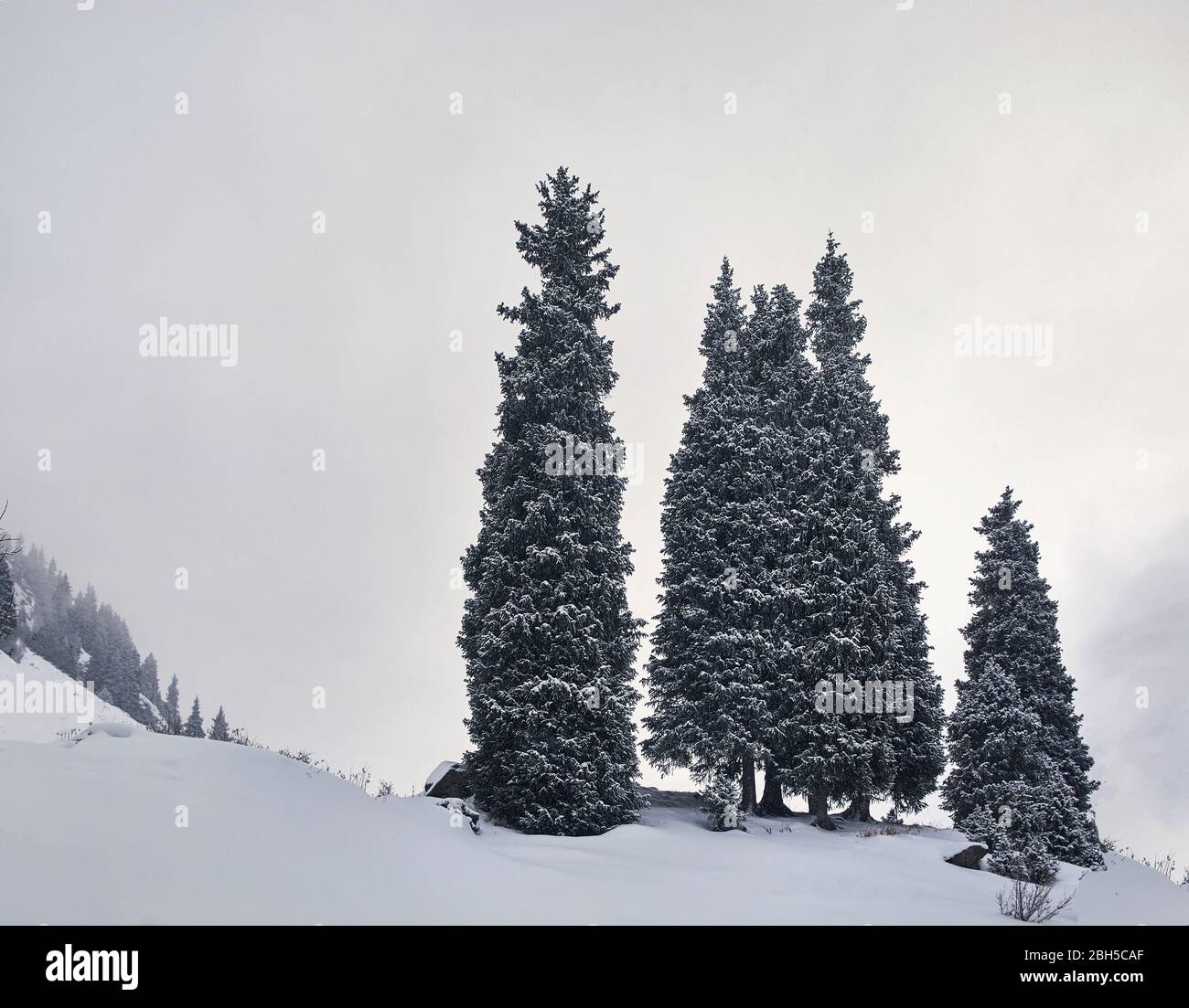 Minimalistischer Landschaft von Pine Tree in Winter Berge bei schneefall Zeit Stockfoto