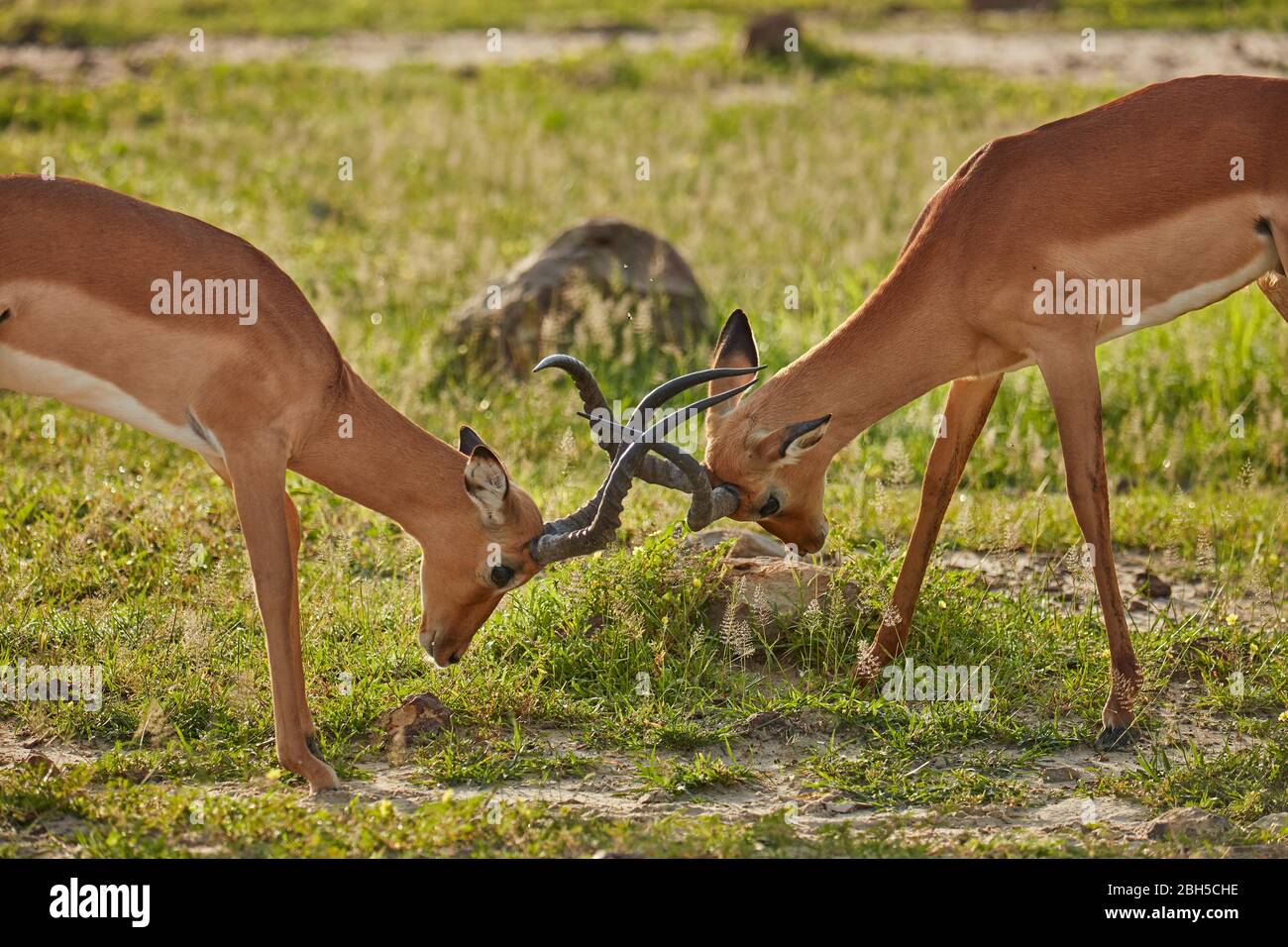 Männliche Impala-Kämpfe (Aepyceros melampus melampus), Chobe National Park, Botswana, Afrika Stockfoto