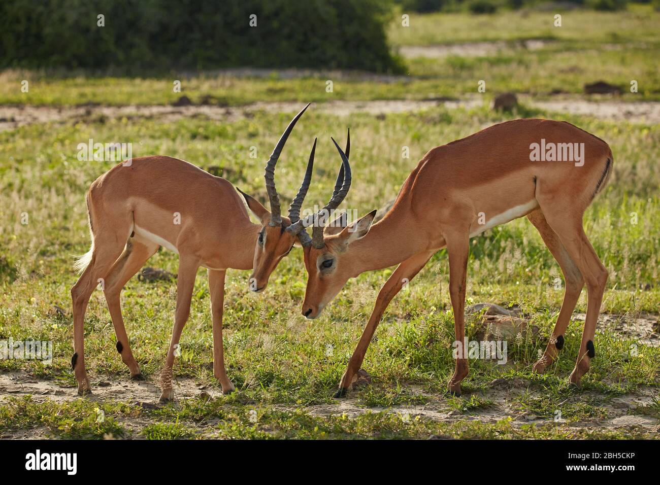 Männliche Impala-Kämpfe (Aepyceros melampus melampus), Chobe National Park, Botswana, Afrika Stockfoto