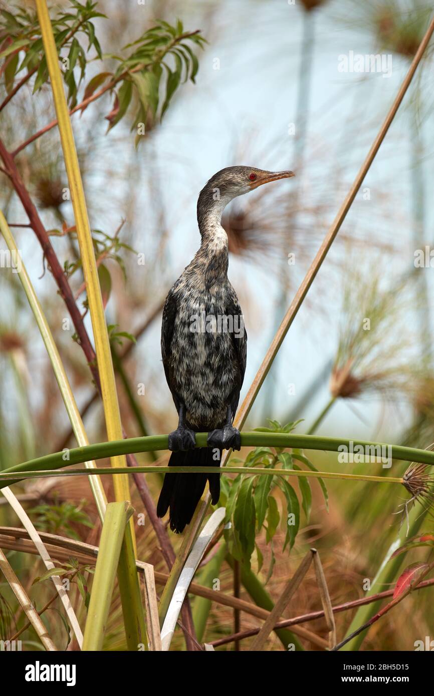 Reed cormorant (Microcarbo africanus), Chobe River Front Region, Chobe National Park, Botswana, Afrika Stockfoto