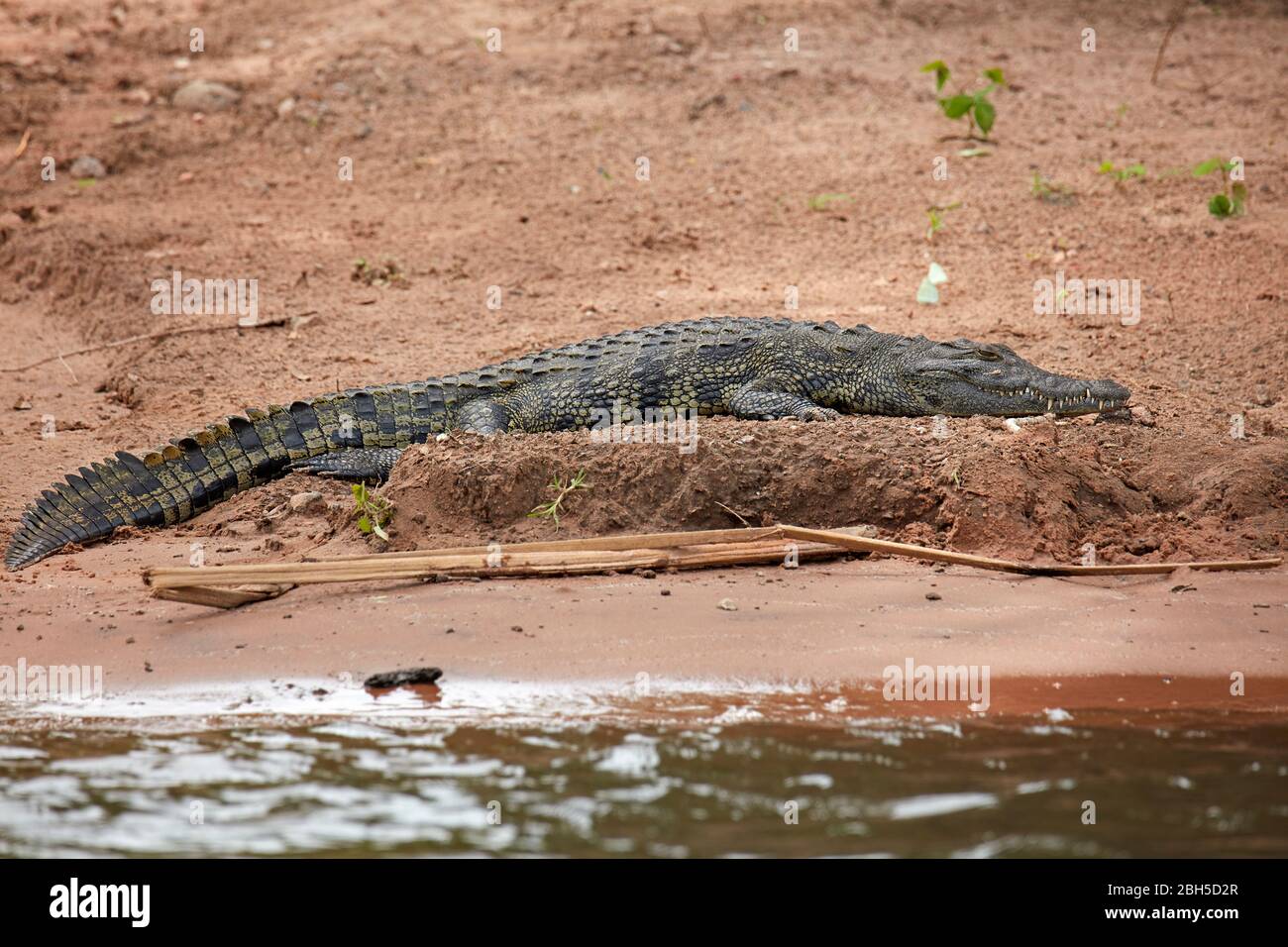 Nil-Krokodil (Crocodylus Niloticus), Chobe River, Chobe National Park, Kasane, Botswana, Afrika Stockfoto